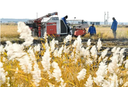 吉林西部：科技賦能鹽堿地多打糧、打好糧