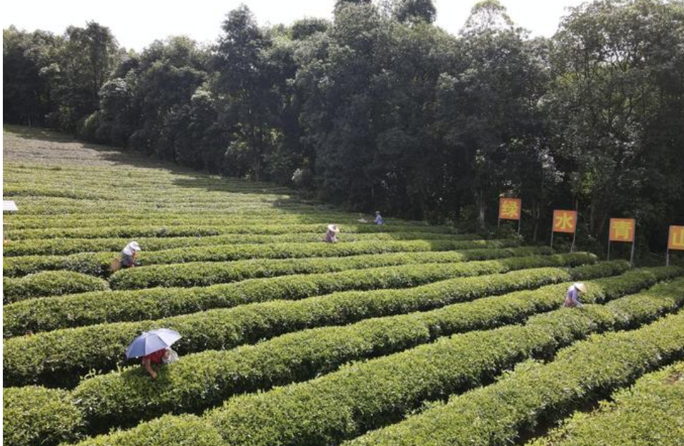 從茶“葉”到茶“業(yè)”，一片葉子富一方百姓