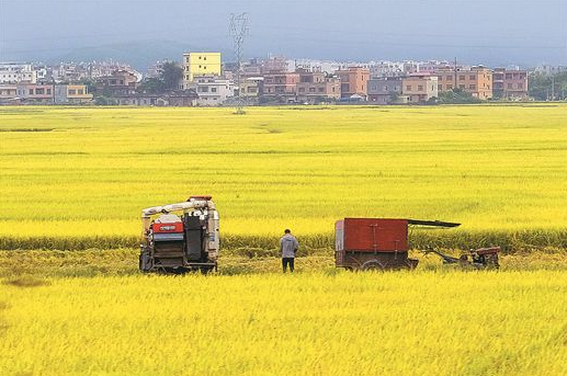 夏糧再獲豐收 牢牢端穩(wěn)手中“飯碗” 廣西保持播種面積、單產(chǎn)、總產(chǎn)量“三增長”