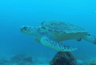 我國(guó)海洋生物多樣性保護(hù)取得顯著成效 部分珍稀物種頻繁現(xiàn)身