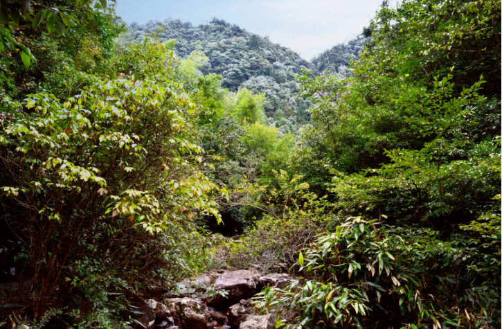 珍禽異獸、萬千草木，將在這里繁衍生長——國家公園空間布局里的生物多樣性保護