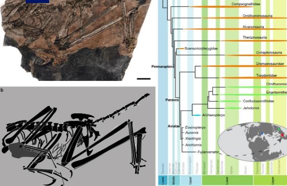 中國發(fā)現(xiàn)新的鳥翼類恐龍化石“奇異福建龍”