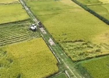 扛穩(wěn)糧食安全重任 湖南多面發(fā)力確保選好種、育好種、種好糧