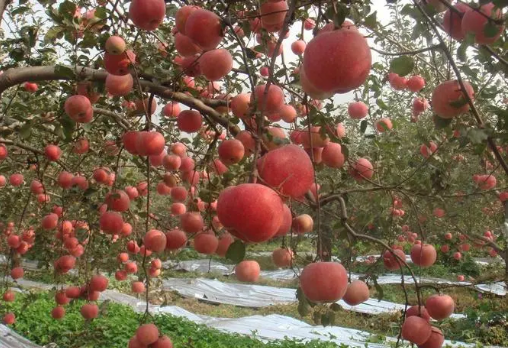 黃河岸邊果飄香——山西運城水果產(chǎn)業(yè)高質量發(fā)展觀察