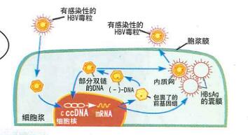 預防艾滋病、梅毒和乙肝母嬰傳播小課堂（一）