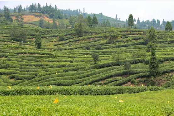 四川樂山：打造“峨眉山茶”特色產(chǎn)業(yè)名片