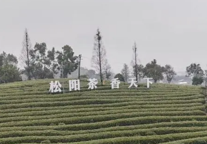 浙江松陽(yáng)縣通過(guò)“中國(guó)生態(tài)香茶之都”評(píng)審