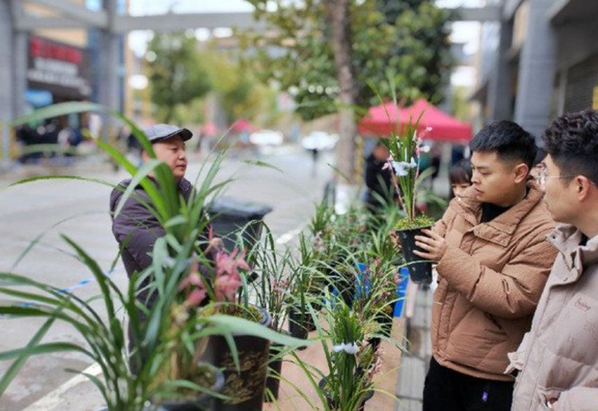 “中國細(xì)葉蓮瓣蘭花之鄉(xiāng)”云南維西：“小蘭花”成縣域經(jīng)濟(jì)“大亮點(diǎn)”