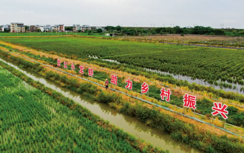 唱好“山海經(jīng)”——廣西合浦大力發(fā)展農(nóng)業(yè)特色優(yōu)勢產(chǎn)業(yè)見聞