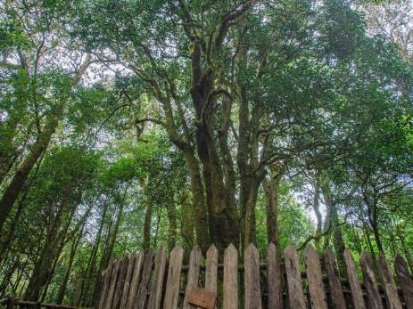 中國茶葉大縣云南省臨滄市雙江縣推出古茶樹認(rèn)養(yǎng)保護(hù)計(jì)劃