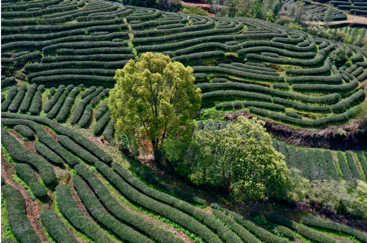 福建：加快推動(dòng)“兩山”轉(zhuǎn)化路徑