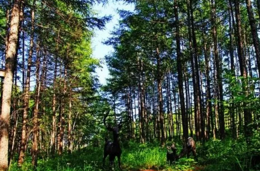 從賣木頭到搞旅游 東北林區(qū)實(shí)現(xiàn)綠色經(jīng)濟(jì)轉(zhuǎn)型