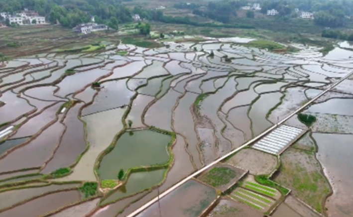 四川將建設(shè)1000個(gè)糧油千畝高產(chǎn)片