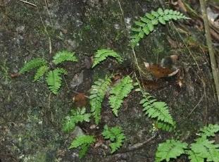 廣東：發(fā)現(xiàn)蕨類植物新種國達鐵角蕨