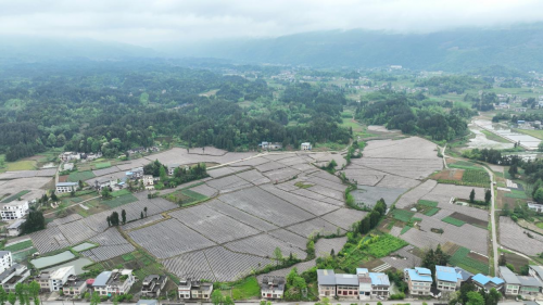 利川：“苗”繪新圖景 滿“栽”新希望——全面完成5.44萬畝煙葉移栽工作