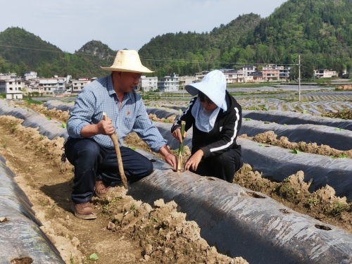 黃邵友：扎根基層三十載 一片癡心護金葉