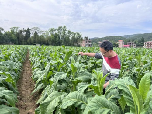 扎根基層，一線踐初心——記隆回縣局雨山煙草站栽培主管賀凱