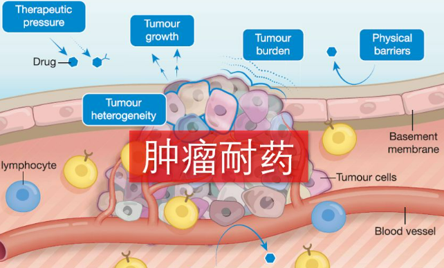 我國(guó)科學(xué)家對(duì)腫瘤耐藥機(jī)制的研究取得突破