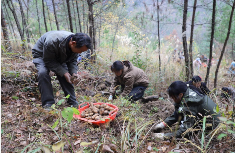 重慶國(guó)儲(chǔ)林項(xiàng)目提升林業(yè)“含金量” 助力大巴山區(qū)鄉(xiāng)村振興