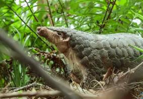 十四部門聯(lián)合發(fā)文！廣東持續(xù)強化野生動物及其棲息地保護