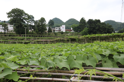 漣江河畔 好花正紅——貴州惠水縣產業(yè)脫貧紀實