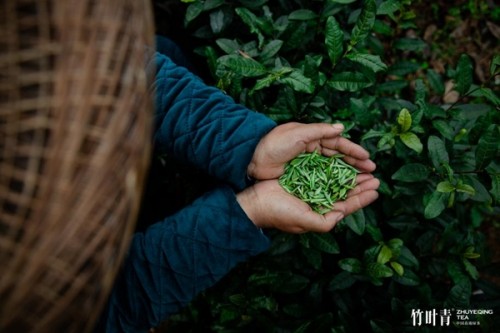  圍繞綠茶工藝做文章 解密竹葉青茶的“五重鎖鮮科技” 