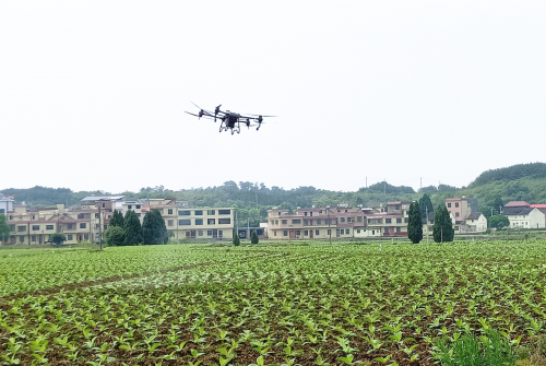 湖南嘉禾 ：無人機植保成為煙農(nóng)防治病蟲害的“好幫手”