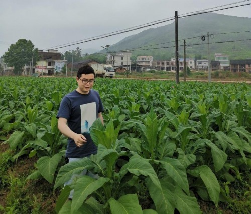  湖南常寧：扎根煙田勤耕耘 科技創(chuàng)新只為民