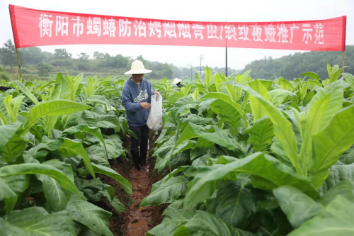  湖南衡陽：綠色防控助力煙葉提質(zhì)增收