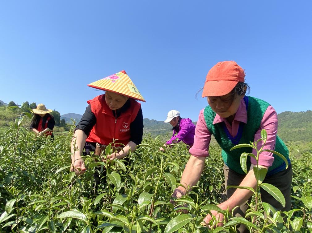 氤氳茶香飄滿(mǎn)園 “溢”起描繪春日畫(huà)卷 