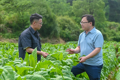 郴州桂陽煙草：躬身沃土 耕耘繁花——記樟市煙葉生產(chǎn)收購站站長王玉帥