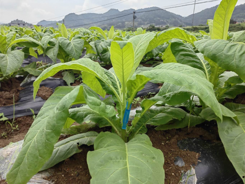 邵陽(yáng)煙草：“綠”滿煙田 為煙葉生產(chǎn)增添“綠含量”