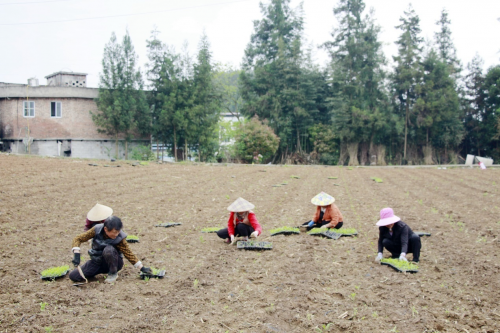 湖北利川：“糧煙輪作”促雙贏 鋪就增收“新路子”