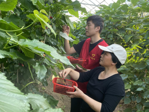 浙江磐安：香溢助桑農(nóng)  幸福花“葚”開