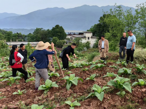 湖南慈利煙草：強技增“質(zhì)量”用心惠“民生”