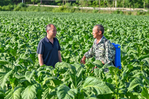 郴州桂陽縣局：道阻且長行不輟 此生不換心不渝——記高級煙葉技術(shù)員、烘烤總管李思軍