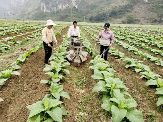 廣西凌云：不負(fù)好春光 煙田管護(hù)忙