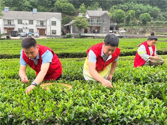 茶園飄出“致富香”