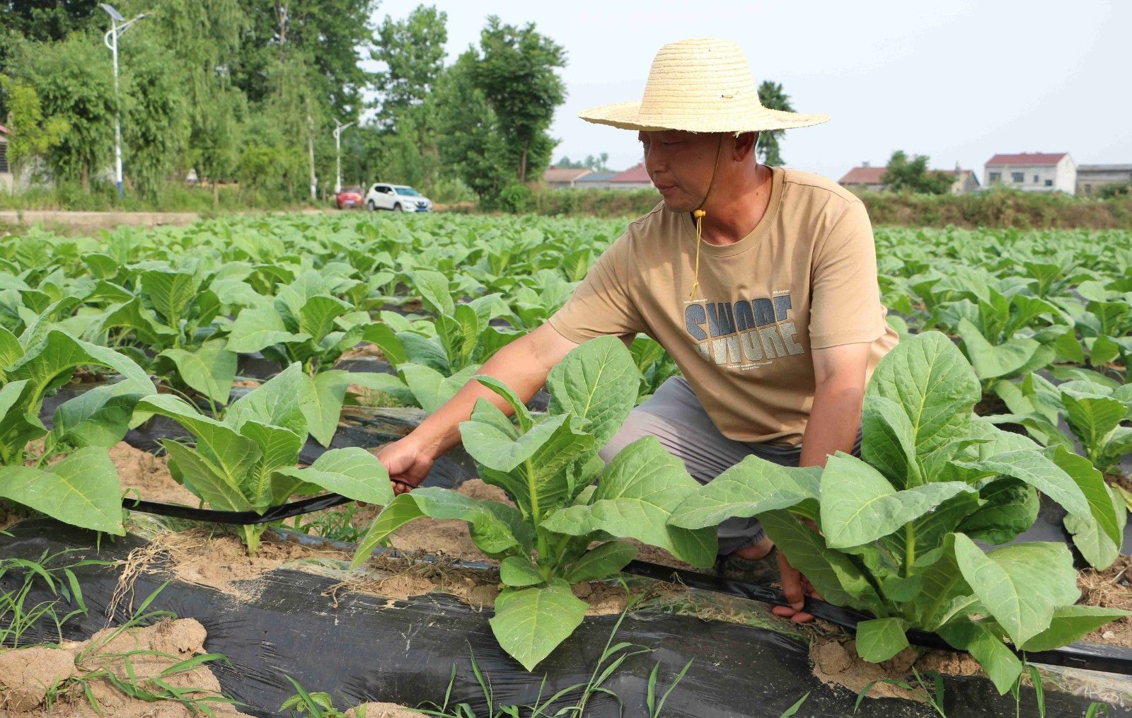 植入“毛細(xì)血管”，打通生長“經(jīng)脈”