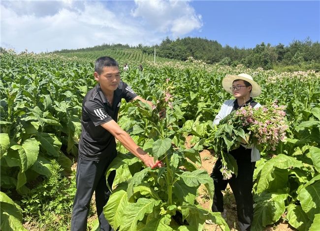 打頂留葉忙，優(yōu)化促豐收