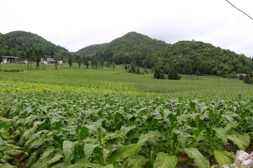 湖北利川：一片“綠葉”托起高山產(chǎn)業(yè)致富夢(mèng)