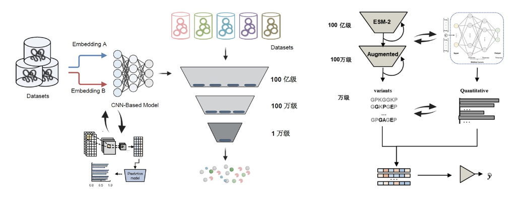 AI技術(shù)輔助蛋白高效設(shè)計，普言生物實現(xiàn)蛋白功能提升10倍以上